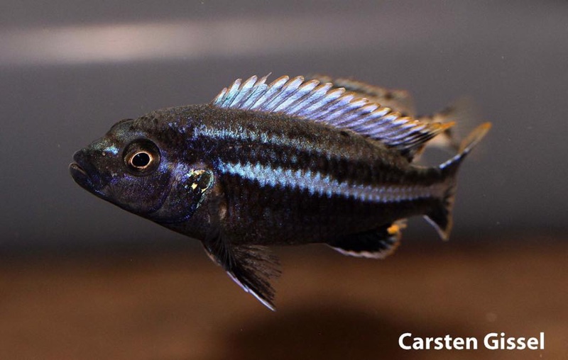 Melanochromis heterochromis 'Mumbo Island'